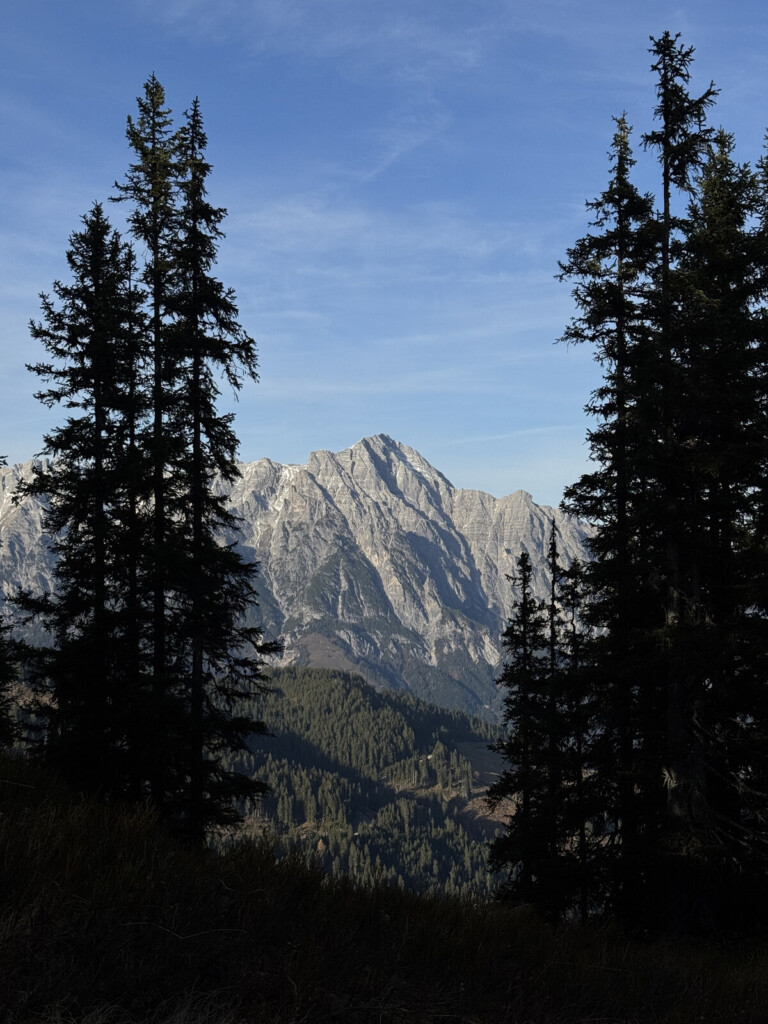 Blick zwischen hohen Tannen hindurch auf ein sonnenbeschienenes Felsmassiv unter blauem Himmel